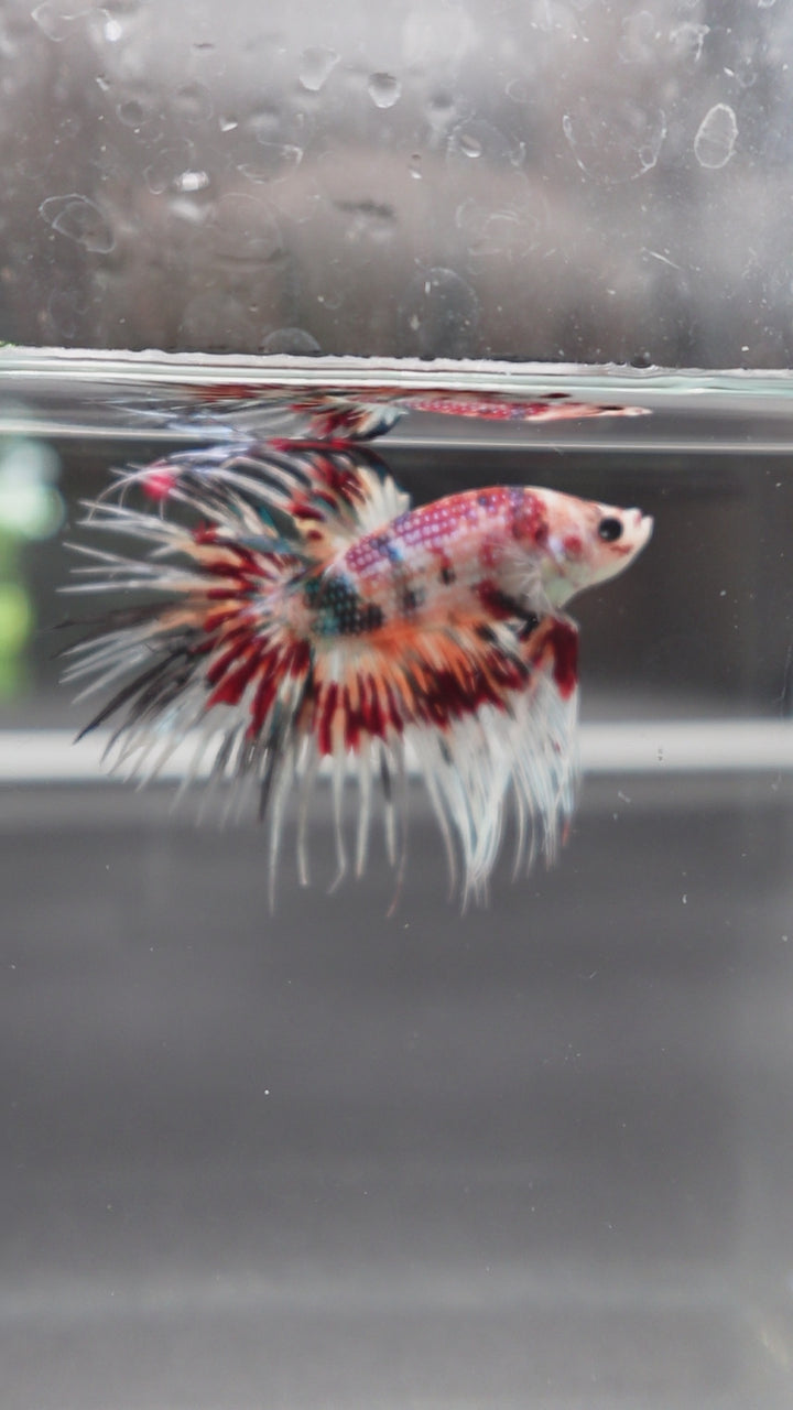 Rare Candy Crowntail Betta Fish