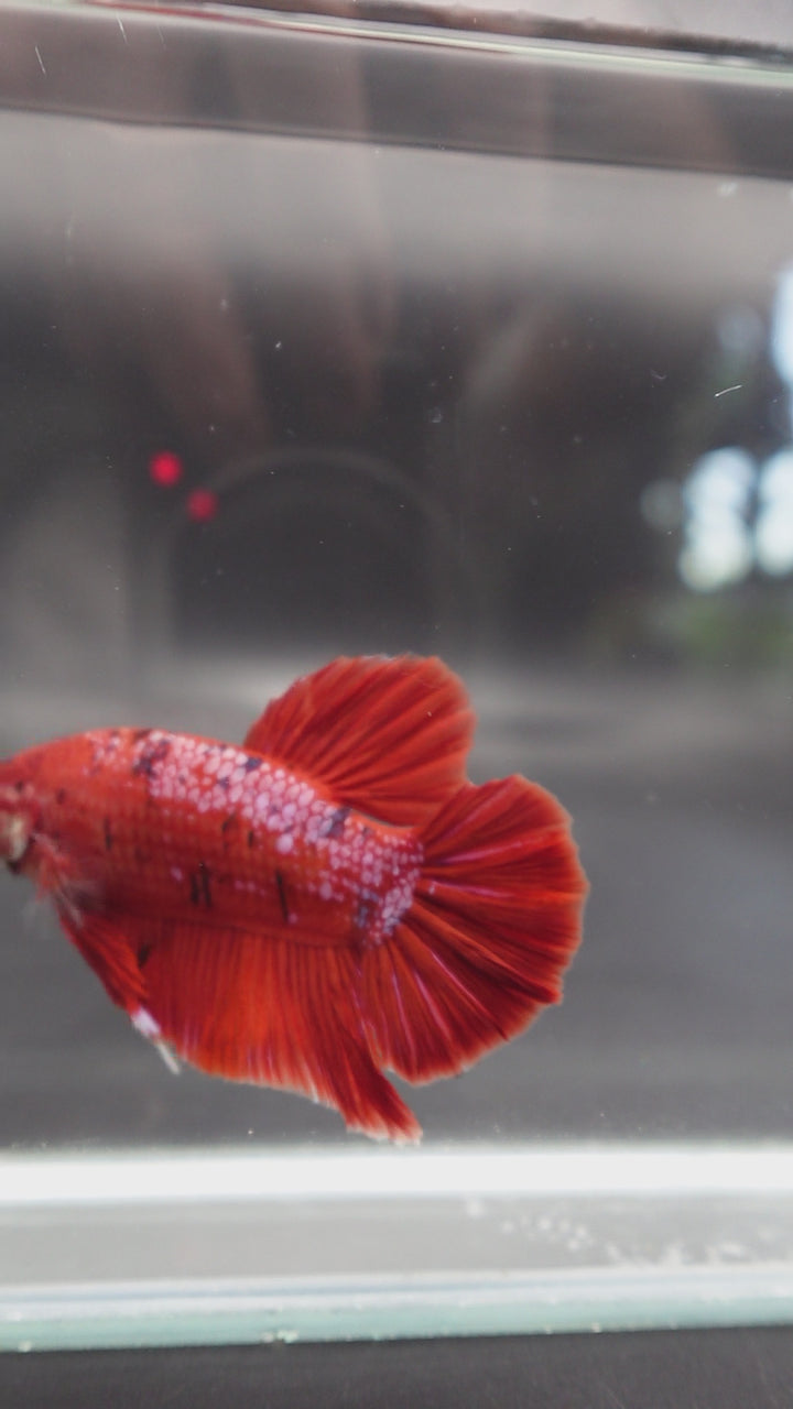 Rare Giant Bloody Red Betta Fish 