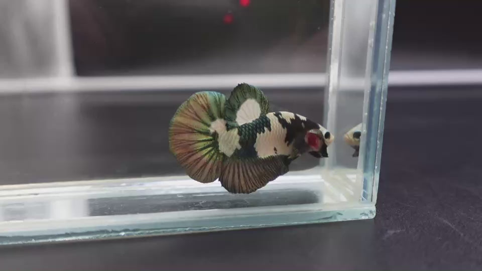 Competition grade - Koi Copper Betta Fish