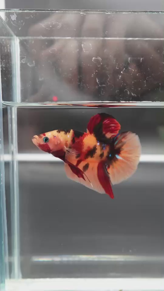 Rare Giant Multicolors Betta Fish