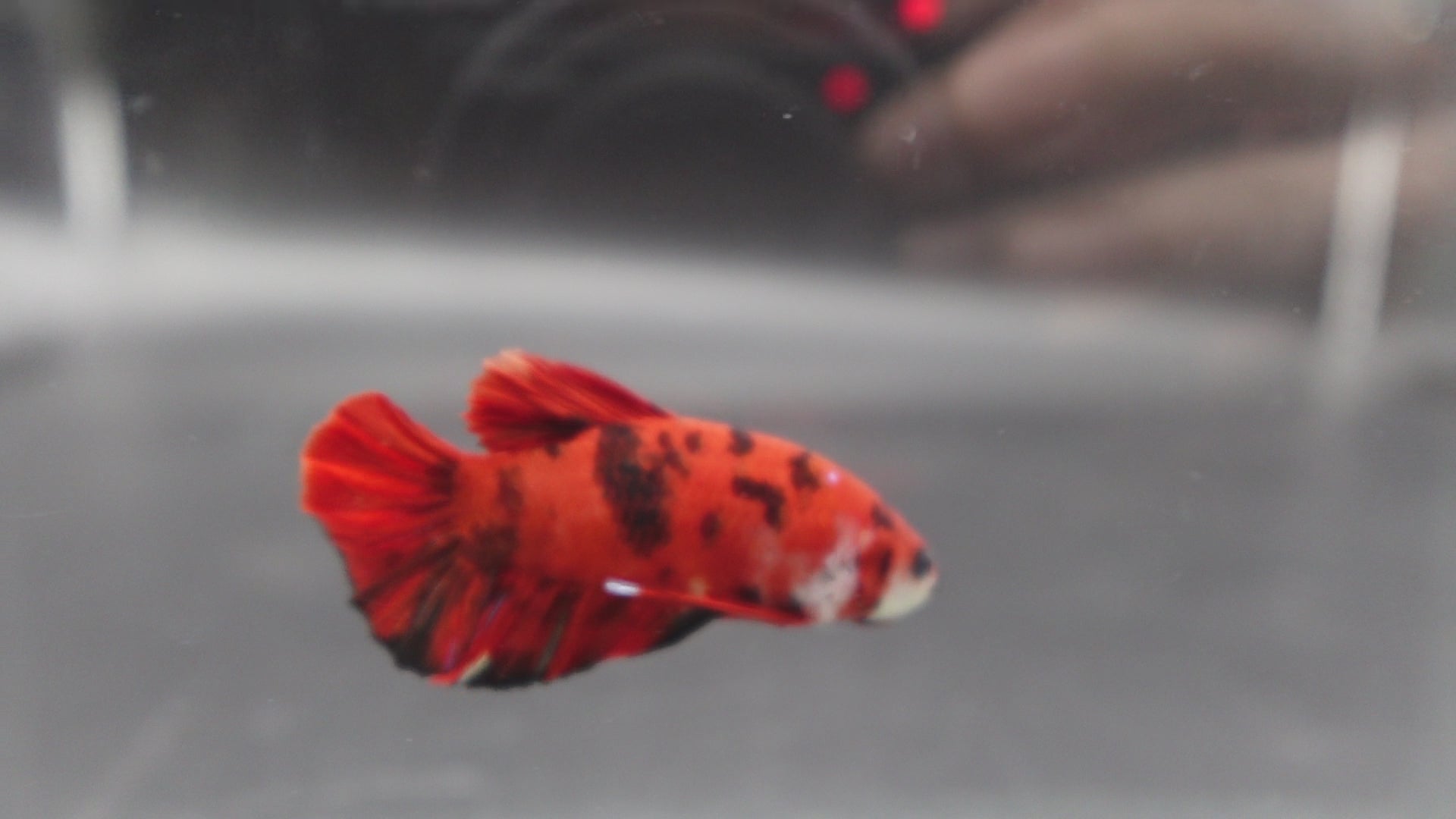 Rare Red Tiger Betta Fish