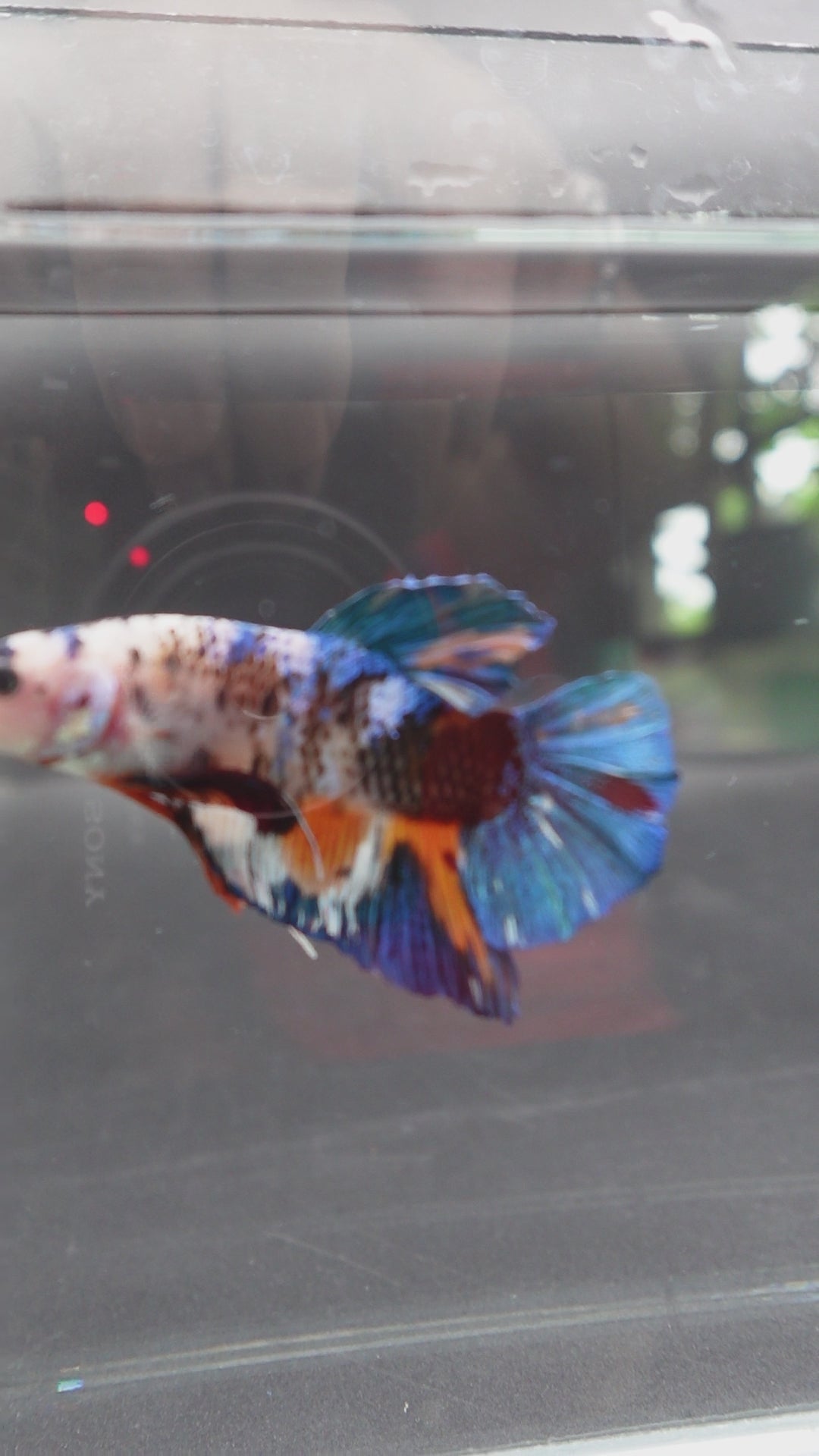 Rare Giant Multicolors Betta Fish