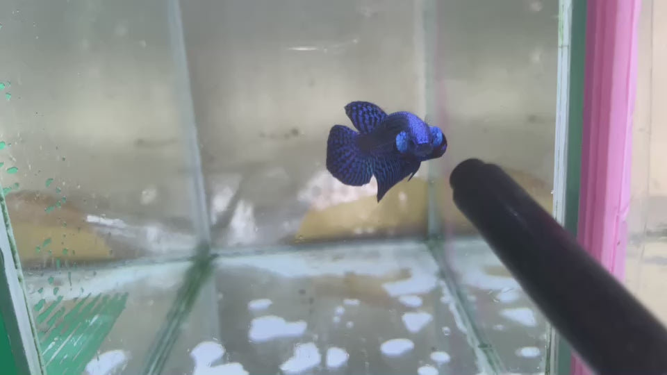 Blue Alien Wild Betta Fish