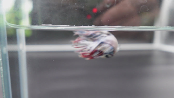 Rare Candy Crowntail Betta Fish