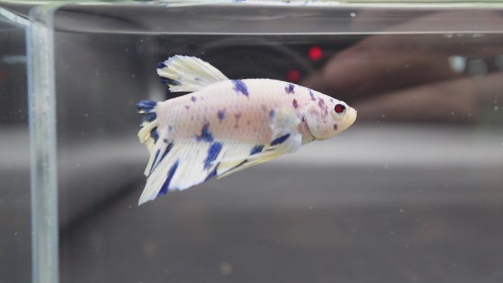 Competition grade - Blue Marble Betta Fish