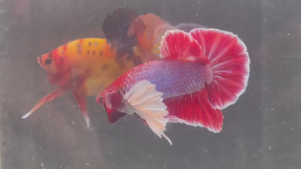 Rare Dumbo Ruby Red Betta Fish