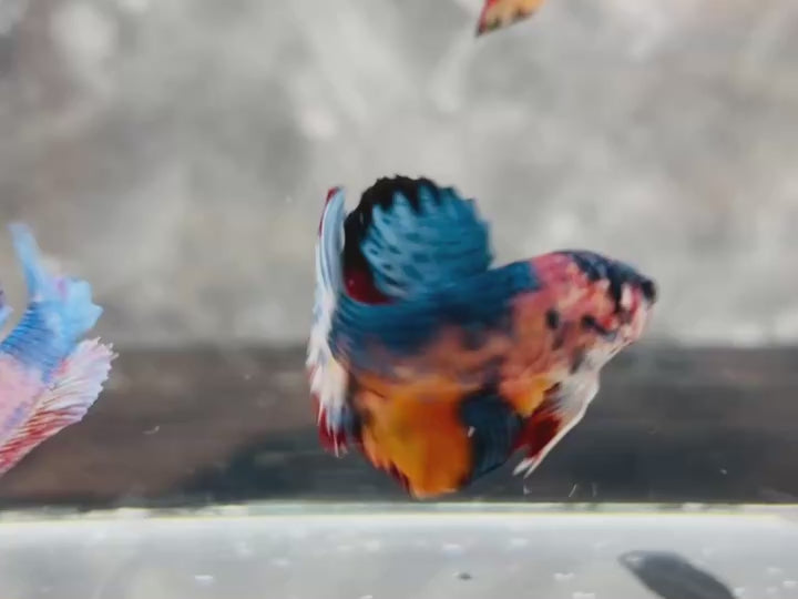 Rare Pair Koi Multicolors Betta Fish