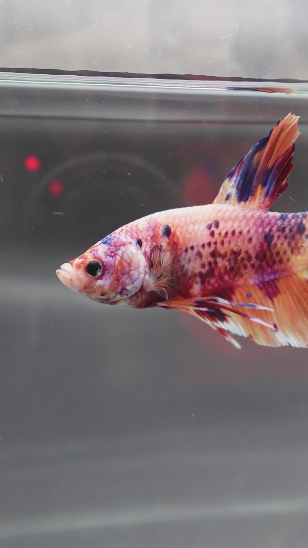 Rare Giant Multicolors Betta Fish