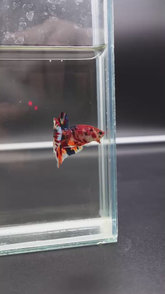 Competition grade - Candy Multicolors Betta Fish