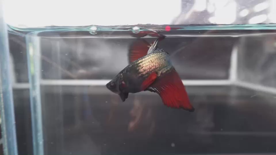 Rare Halfmoon Red Devil Betta Fish
