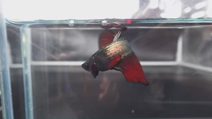 Rare Halfmoon Red Devil Betta Fish