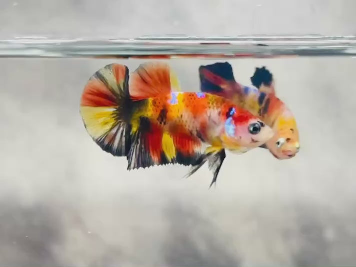 Rare Koi Multicolors Betta Fish