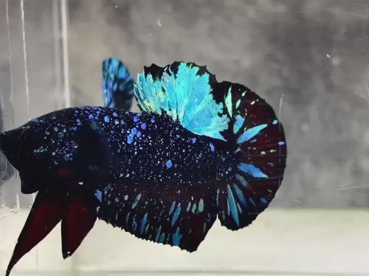 Rare Avatar Betta Fish