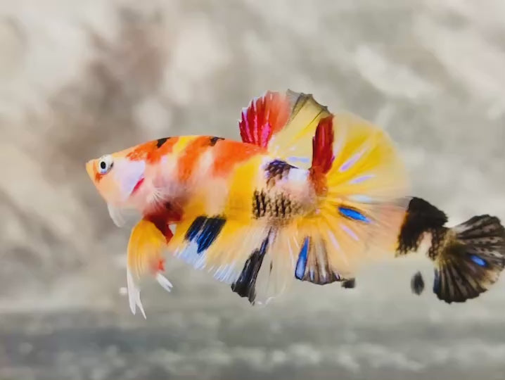 Rare Pair Koi Multicolors Betta Fish