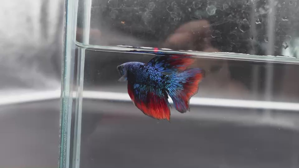 Rare Avatar Betta Fish