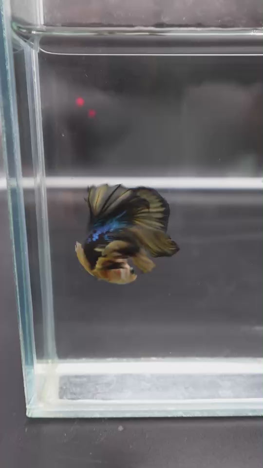 Rare Halfmoon Multicolors Betta Fish