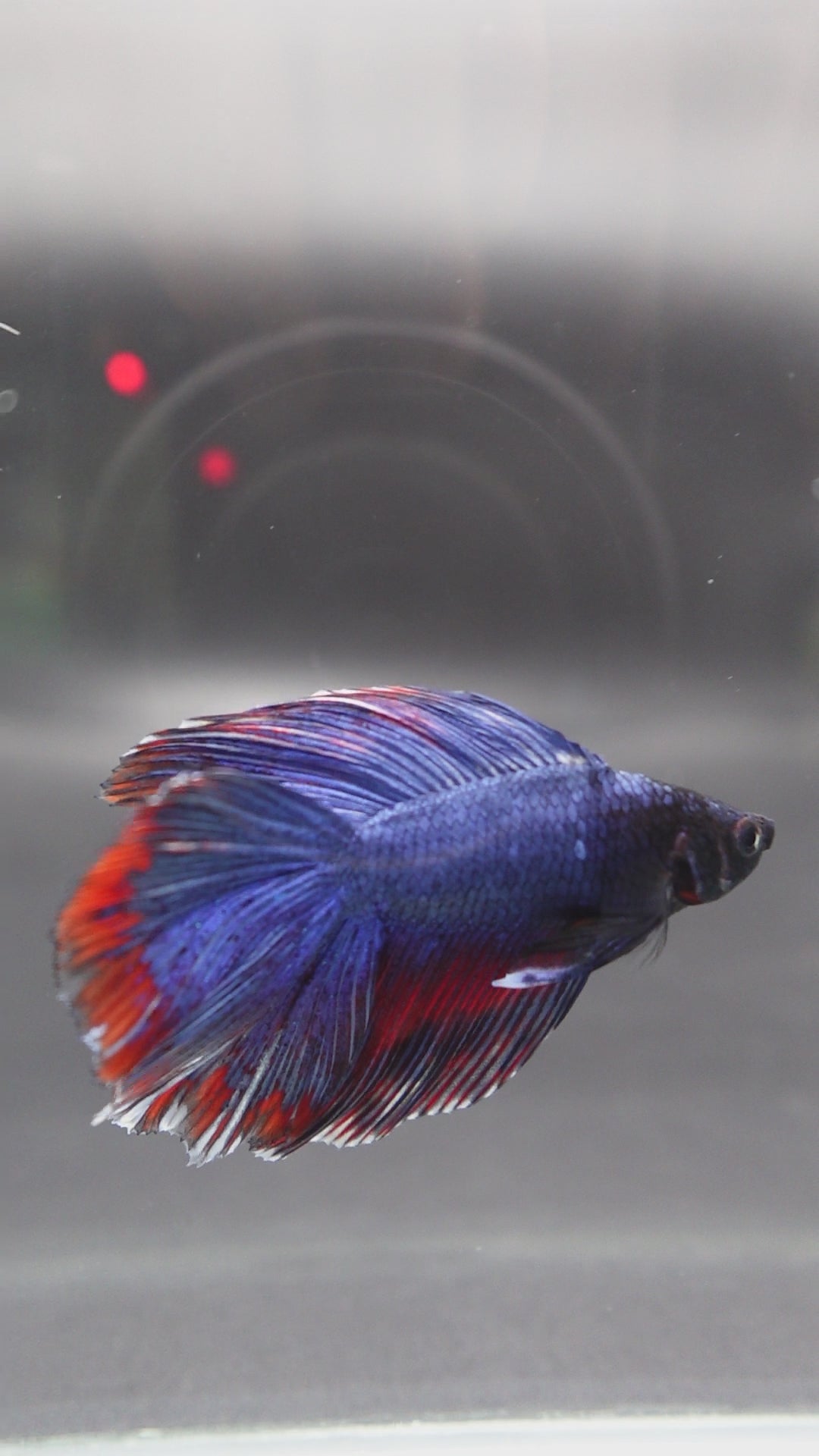 Rare Fullmoon Blue Devil Betta Fish