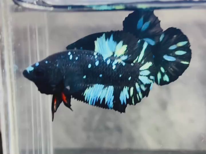 Rare Avatar Betta Fish