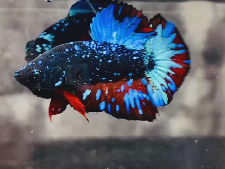 Rare Avatar Betta Fish (Male) - AV1010