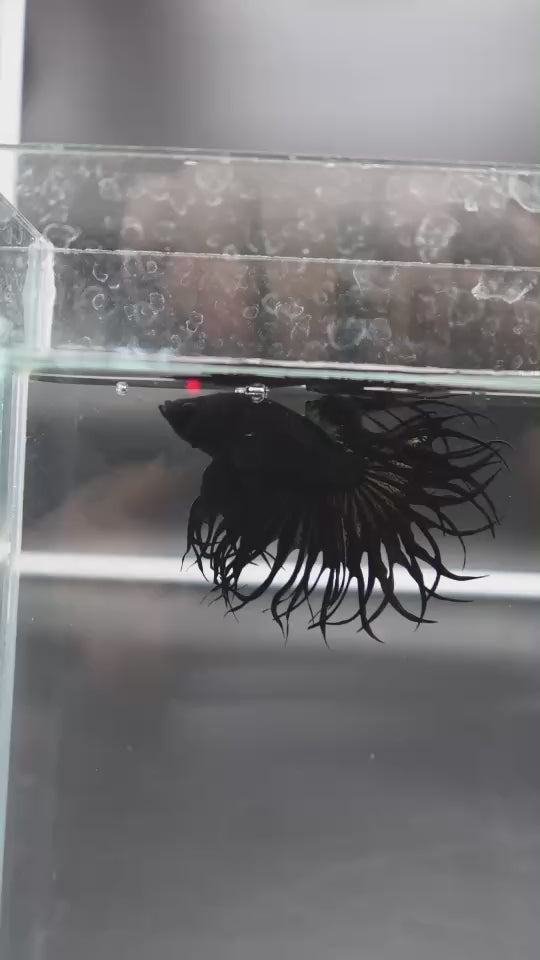 Rare King Crowntail Betta Fish