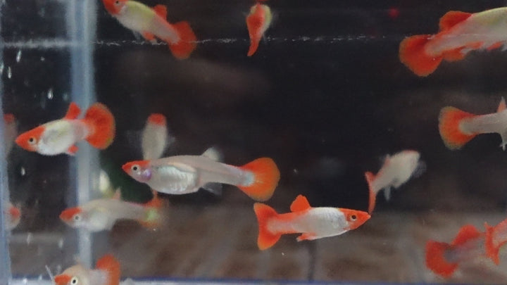 Platinum Koi Guppy Fish