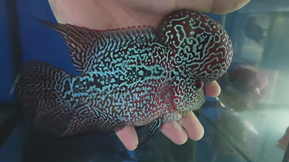 Rare Flowerhorn (F3) - 6 inch