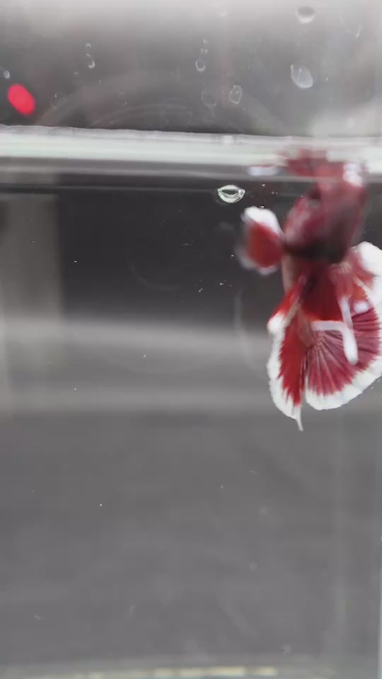 Competition salamander HMPK Betta Fish