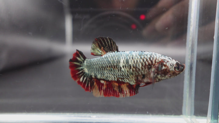 Rare Super Giant Copper Red Tail Betta Fish