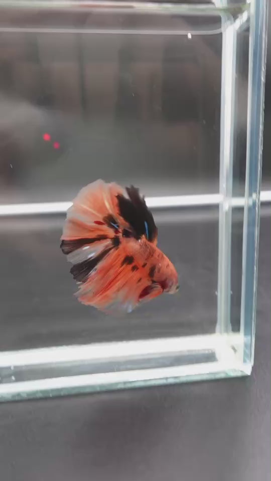 Rare Halfmoon Multicolors Betta Fish
