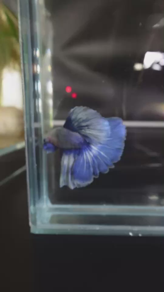 Rare Halfmoon cloudy Betta Fish (Male)