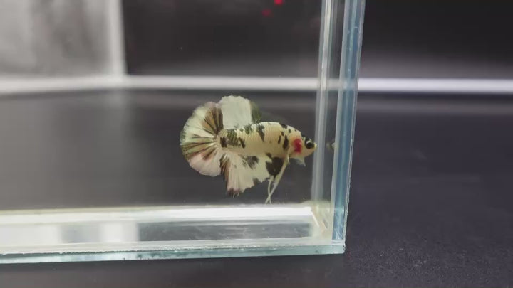 Competition grade - Koi Copper Betta Fish