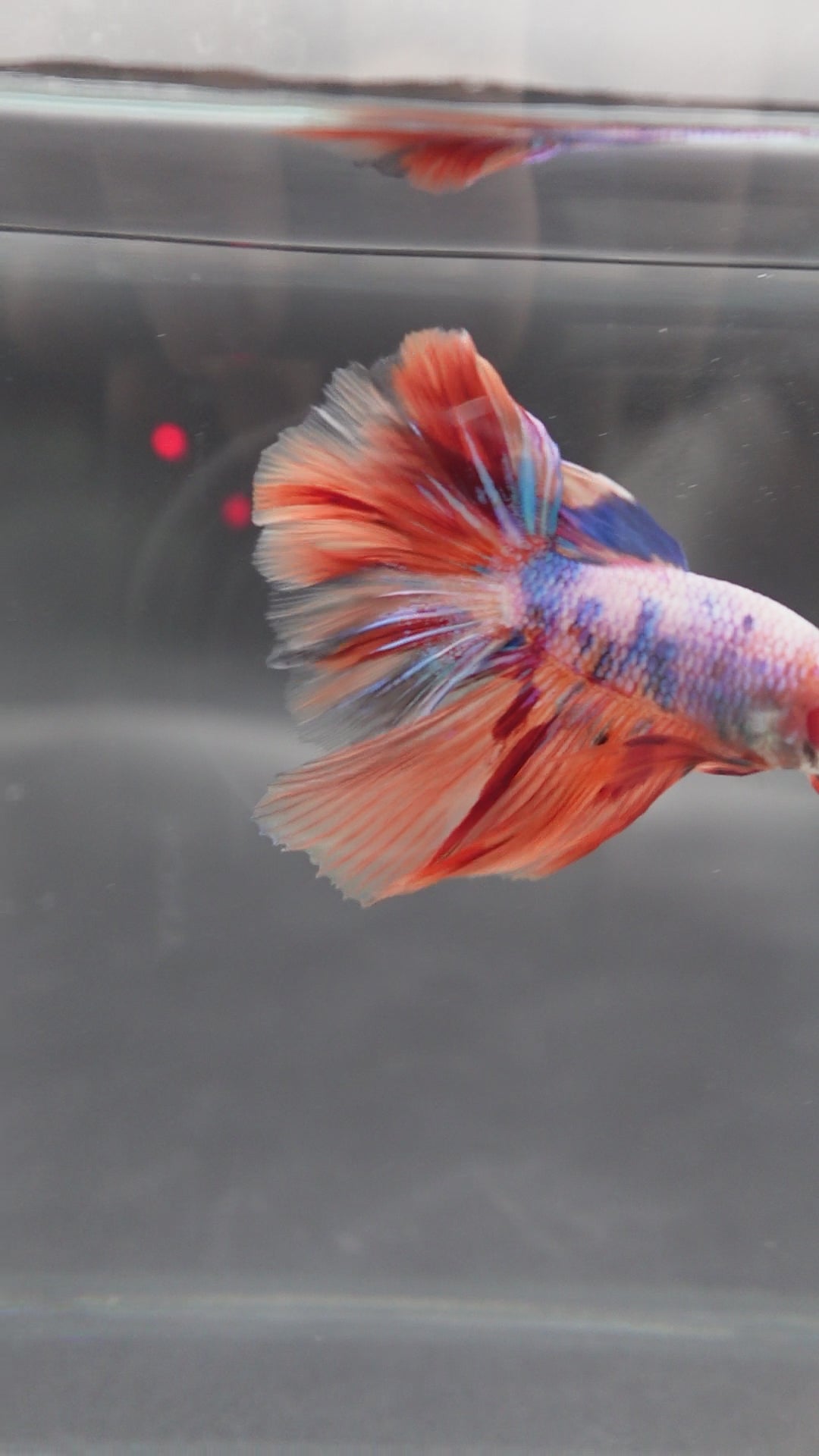 Rare Halfmoon Multicolors Betta Fis