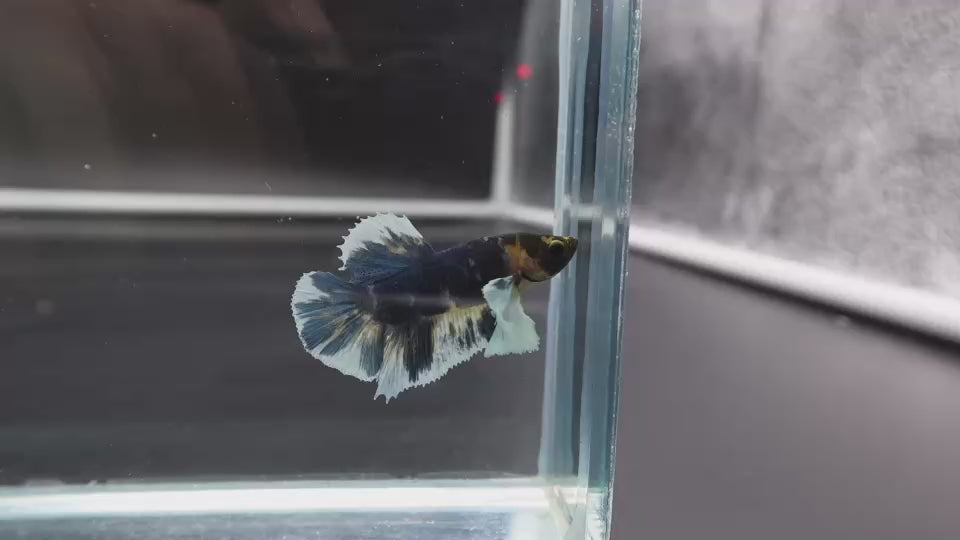 Rare Dumbo Multicolor Betta Fish