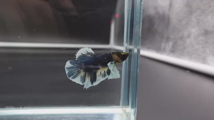 Rare Dumbo Multicolor Betta Fish