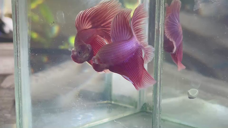 Halfmoon Magenta Betta fish