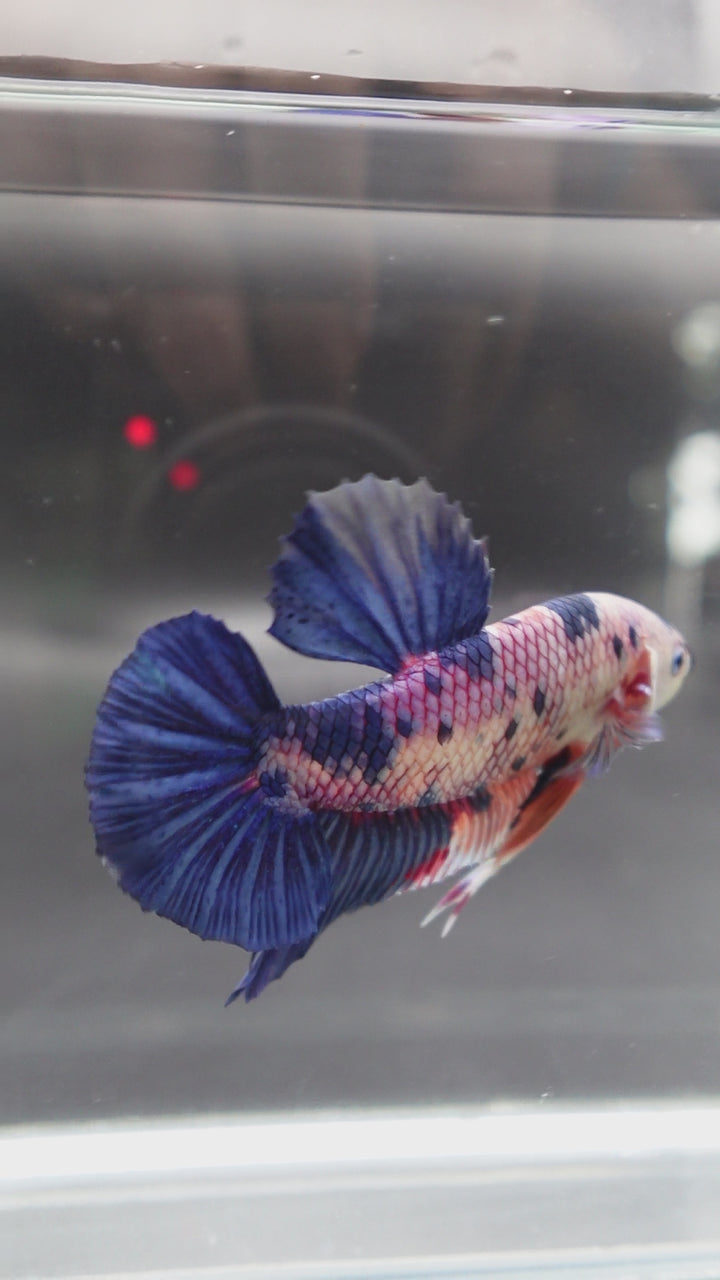 Rare Giant Multicolors Betta Fish