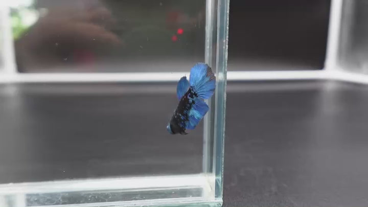 Rare Avatar Betta Fish