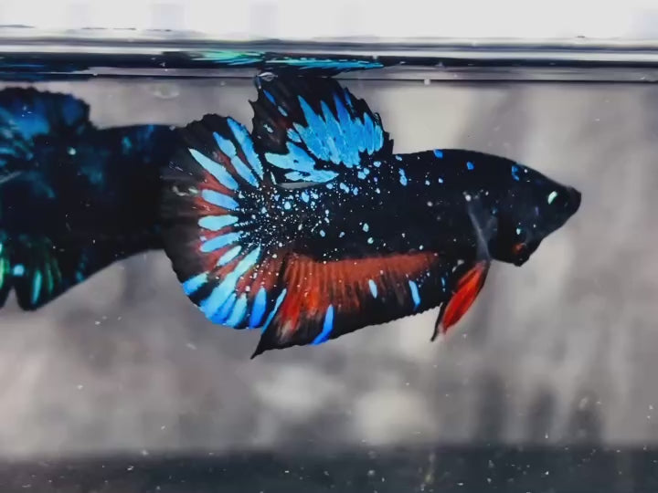 Rare Avatar Betta Fish (Male) - AV1006