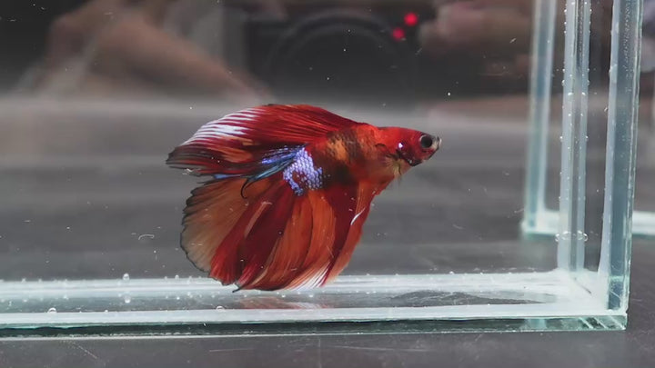 Competition Doubletail Nemo Betta Fish