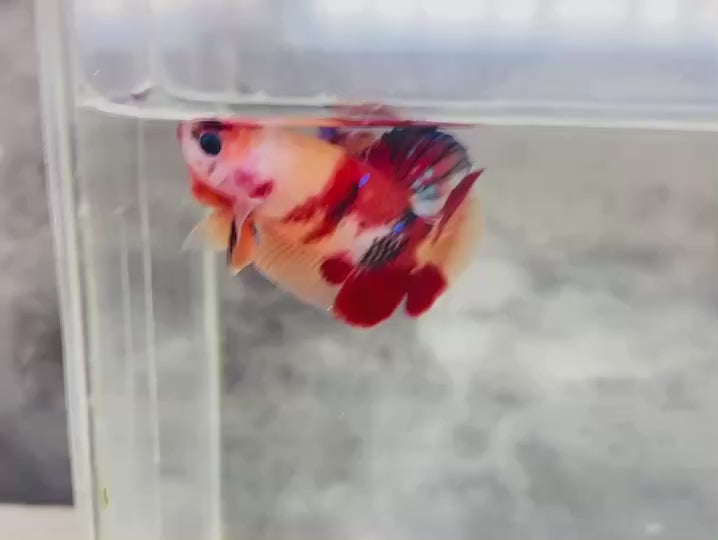 Rare Koi Multicolors Betta Fish