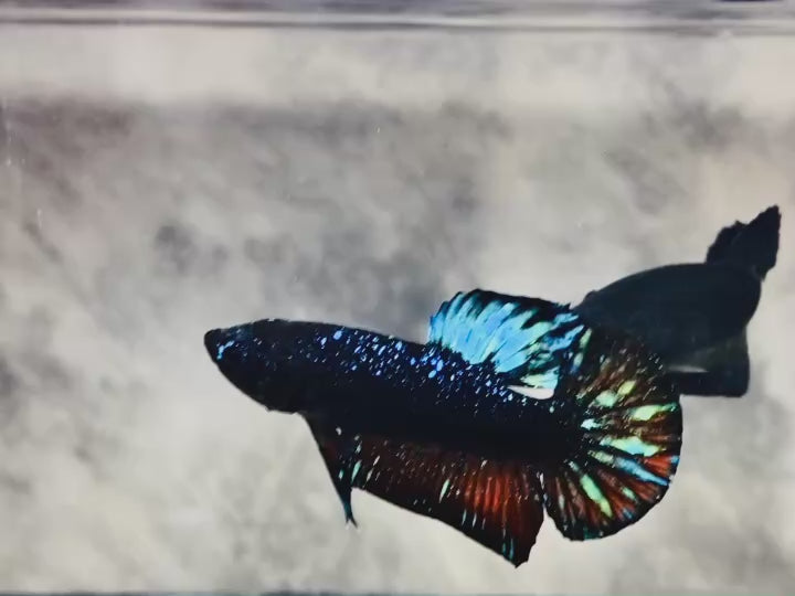 Rare Avatar Betta Fish (Male)
