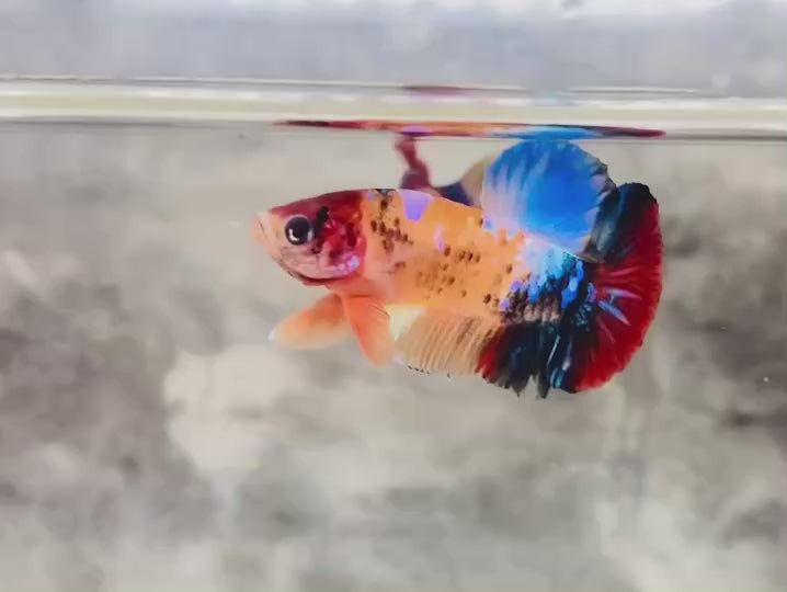 Rare Koi Multicolors Betta Fish