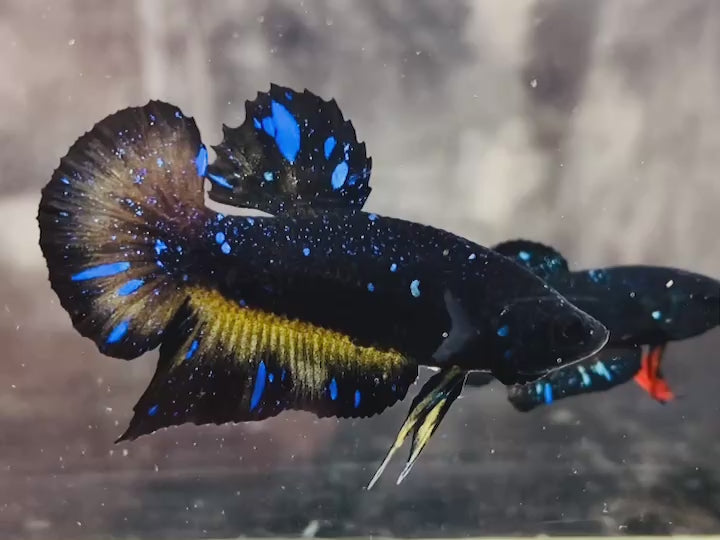 Rare Avatar Betta Fish (Male) - AV1012