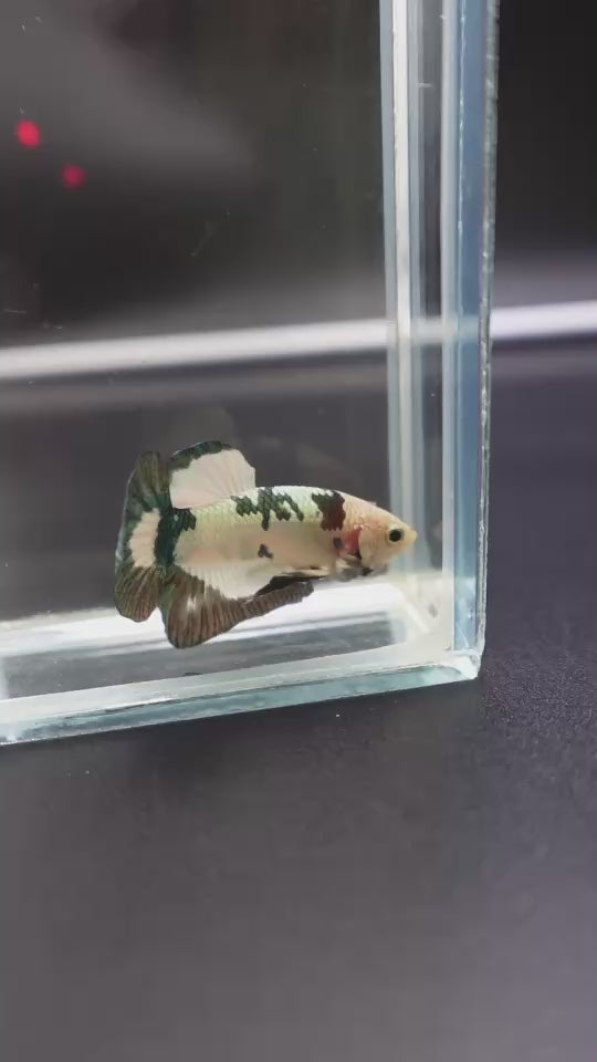 Competition grade - Koi Copper Betta Fish