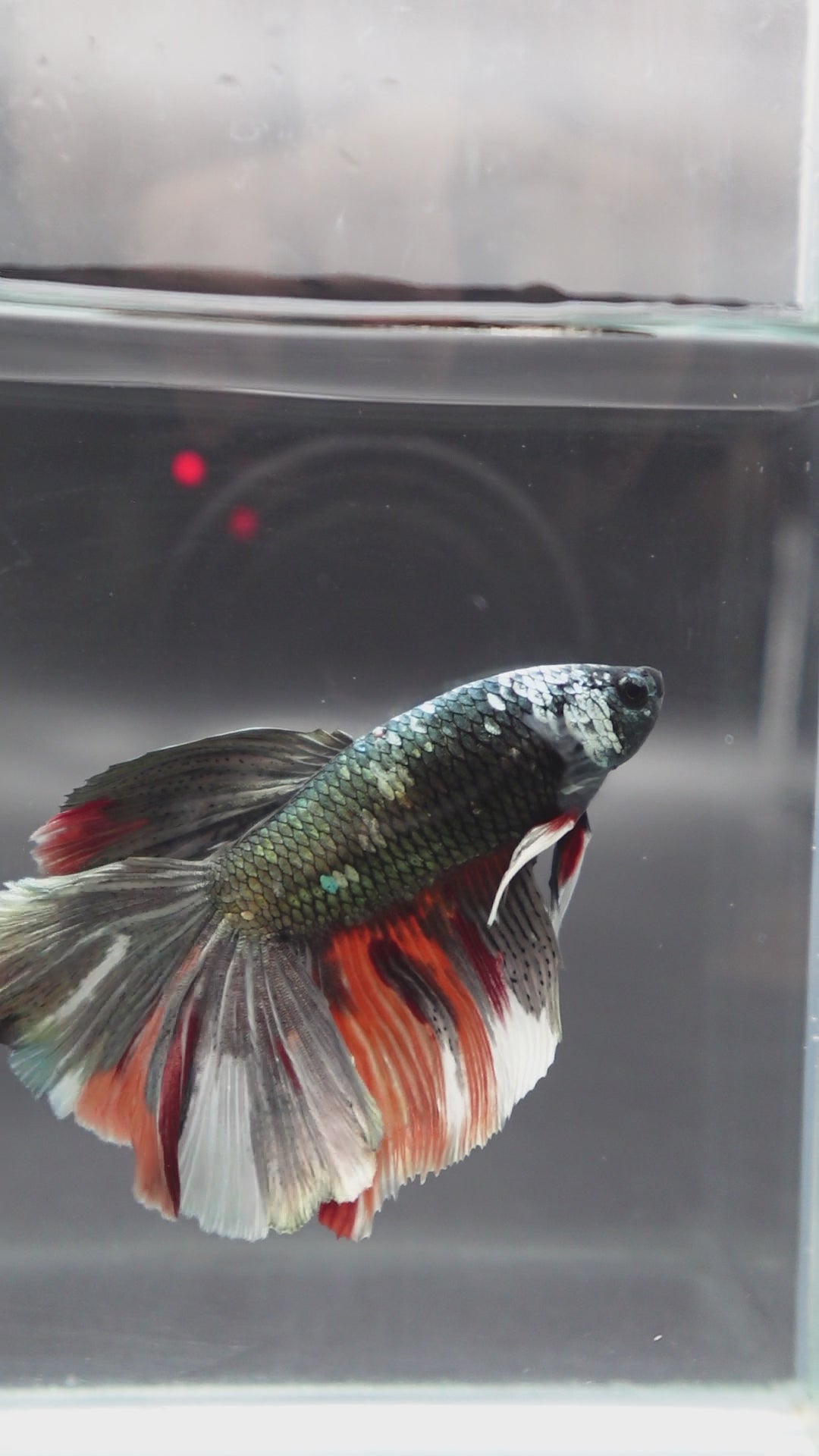 Rare Giant Halfmoon Red Copper Betta Fish