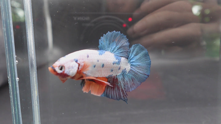 Rare Giant Multicolors Betta Fish