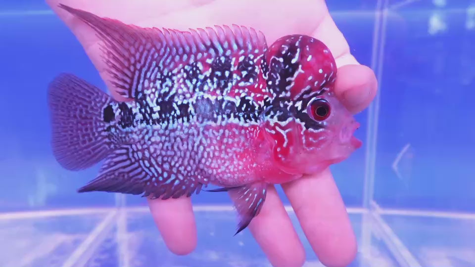Rare Flowerhorn - 4 inch