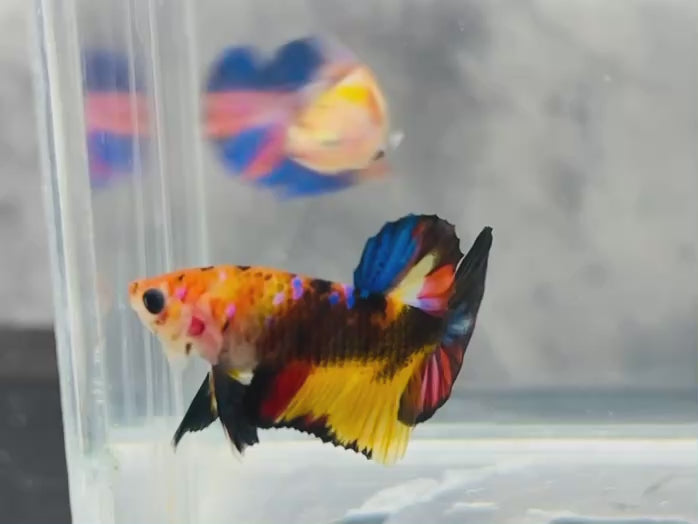 Rare Koi Multicolors Betta Fish