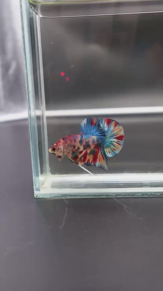 Competition grade - Candy Multicolors Betta Fish