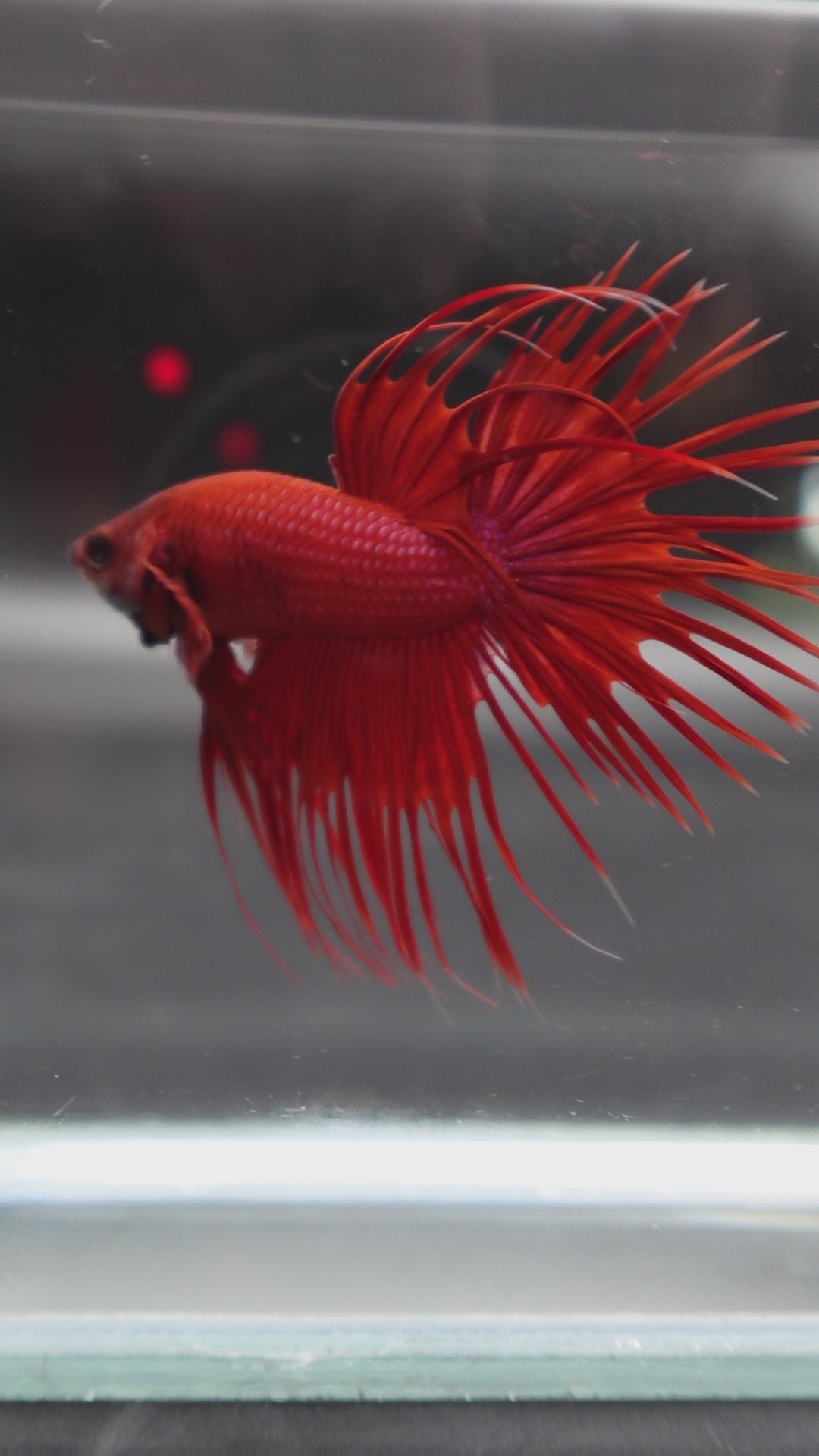 Crowntail Red Betta Fish